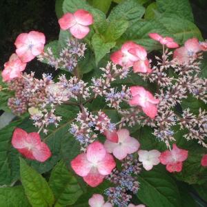 現品販売】厚岸産ホテイアツモリソウ 花2芽葉2芽株 : 岩崎園芸ネット