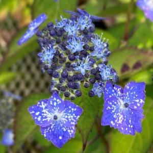 山アジサイ 星の雫 9cmポット 苗 花苗 苗木...の商品画像