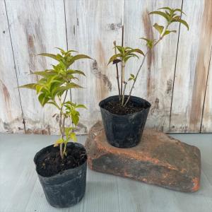 山アジサイ 星の雫 9cmポット 苗 花苗 苗...の詳細画像1
