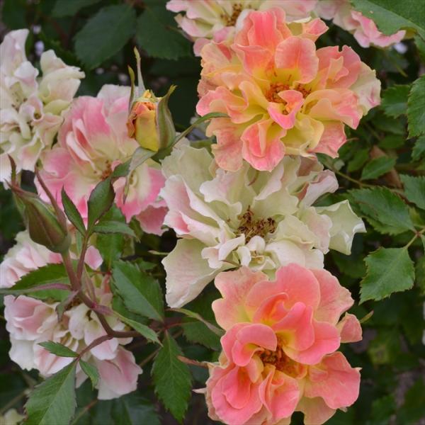 予約販売 バラ 苗 バラ 新苗 デルバール ピュルカプリス 契約品種 四季咲き 薔薇 ばら 送料無料...