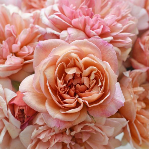 予約販売 バラ 苗 バラ 新苗 河本バラ園 ブロドリー 品種登録出願中 四季咲き 薔薇 ばら 送料無...