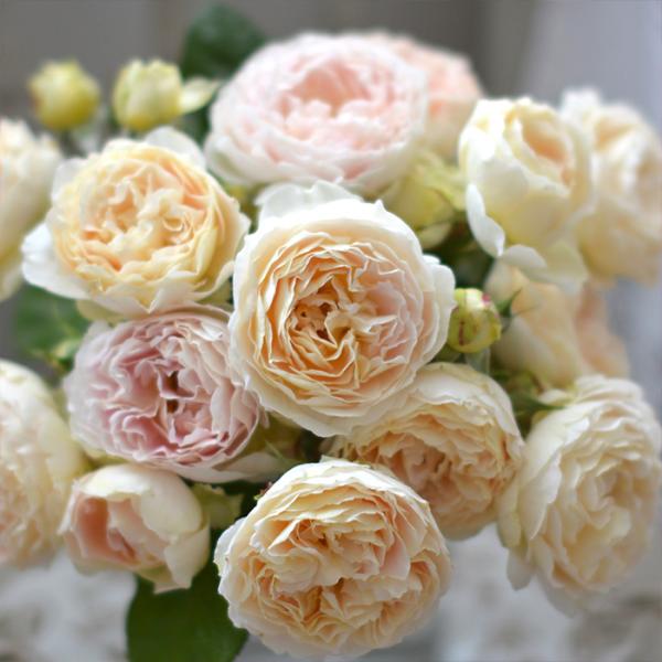 予約販売 バラ 苗 バラ 新苗 河本バラ園 アンヌ 品種登録出願中 四季咲き 薔薇 ばら 送料無料 ...