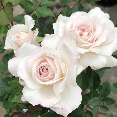 予約販売 バラ 苗 バラ 新苗 河本バラ園 いぶき 品種登録出願中 四季咲き 薔薇 ばら 送料無料 ...