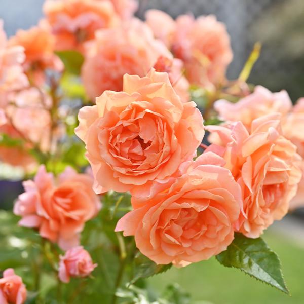 予約販売 バラ 苗 バラ 新苗 ドリュ レグランビュッフェ 品種登録出願中 四季咲き 薔薇 ばら 送...