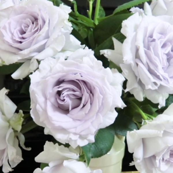 予約販売 バラ 苗 バラ 新苗 河本バラ園 亜欧 品種登録出願中 四季咲き 薔薇 ばら 送料無料 白...