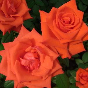 日本花キ流通 予約販売 バラ 苗 バラ 新苗 大輪 ピンクシャトー