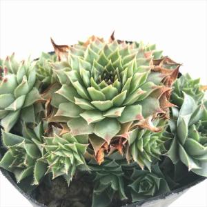 日本花キ流通 多肉植物 sfセンペルビウム アラクノイデムズィルバー
