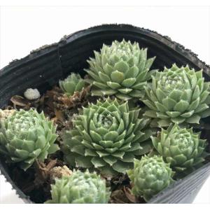 日本花キ流通 多肉植物 skエケベリア ドイツシャンペン 多肉植物