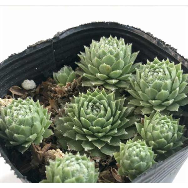 多肉植物 sfセンペルビウム アラクノイデムズィルバーアンドレ  7.5cmポット センペルビブム
