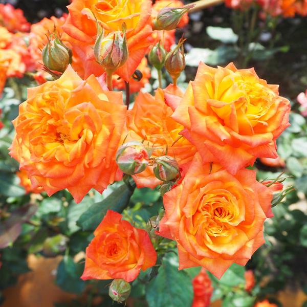 予約販売 バラ 苗 バラ 新苗 中輪 カリスマ 四季咲き 薔薇 ばら オレンジ tros 4月中旬以...