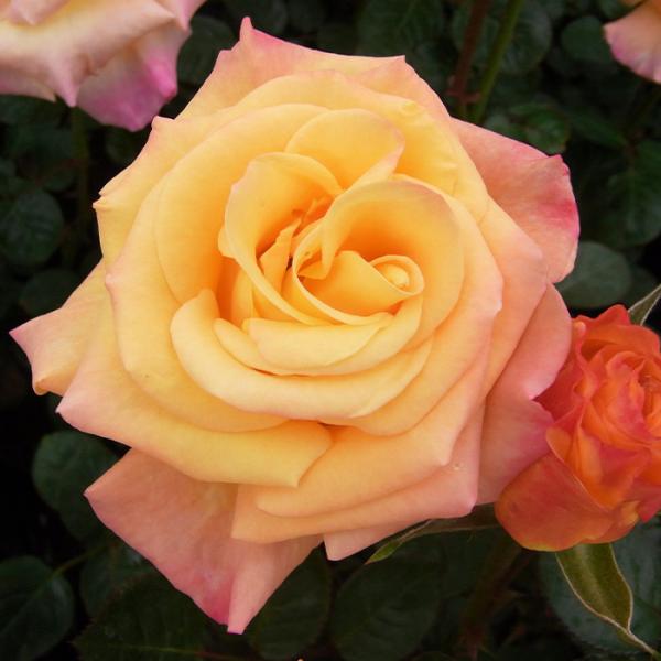 予約販売 バラ 苗 バラ 新苗 中輪 モナリザ 四季咲き 薔薇 ばら オレンジ tros 4月中旬以...