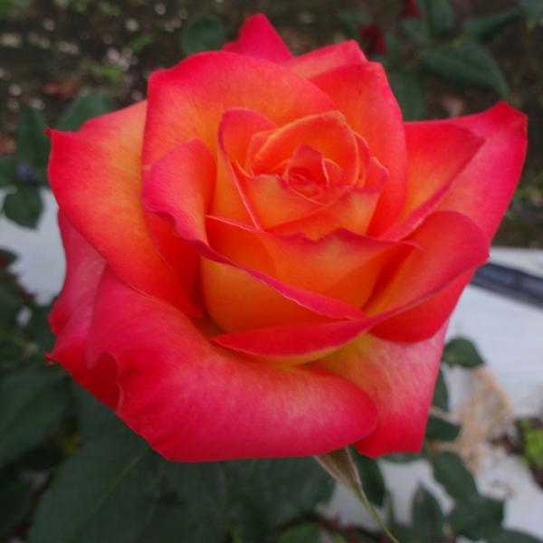 予約販売 バラ 苗 バラ 新苗 大輪 アリンカ 四季咲き 薔薇 ばら オレンジ tros 4月中旬以...