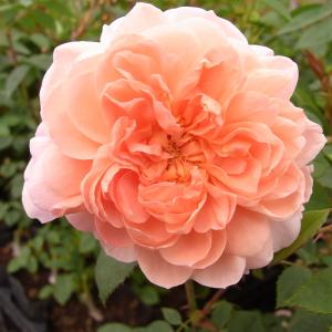 日本花キ流通 予約販売 バラ 苗 バラ 新苗 中輪 モナリザ 四季咲き