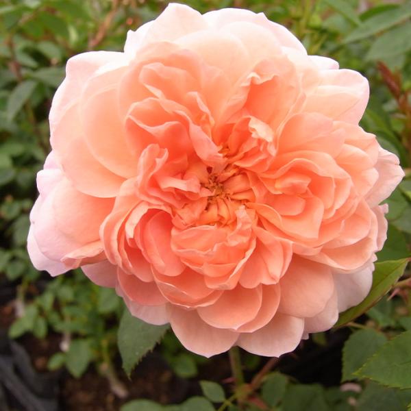 予約販売 バラ 苗 バラ 新苗 つるバラ コレッタ 返り咲き 中輪 薔薇 ばら オレンジ tros ...