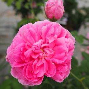 日本花キ流通 予約販売 バラ 苗 バラ 新苗 オールドローズ