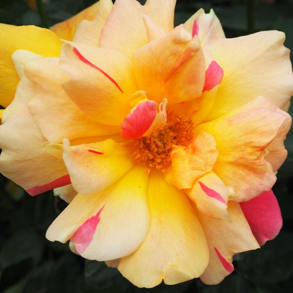 予約販売 バラ 苗 バラ 新苗 大輪 ラジオ 四季咲き 薔薇 ばら オレンジ tros 4月中旬以降...