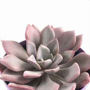 日本花キ流通 多肉植物 sfセンペルビウム ユートピア 7.5cmポット