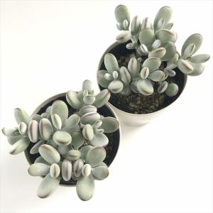 多肉植物 caコチレドン 福だるま 多肉植物 ...の詳細画像2