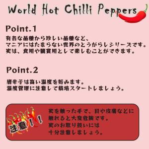 予約販売 トウガラシ苗 ハラペーニョ 9cmポ...の詳細画像1