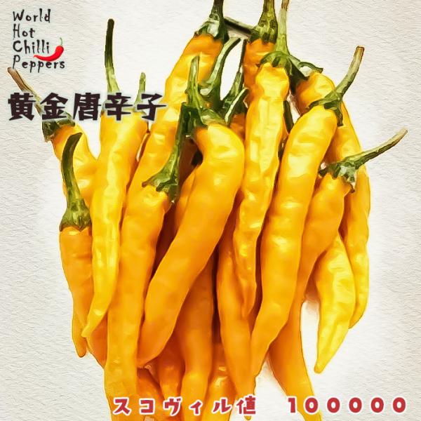 予約販売 トウガラシ苗 黄金唐辛子 9cmポット 唐辛子 とうがらし 野菜苗 家庭菜園 nft 5月...