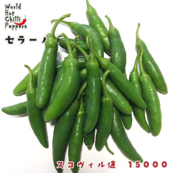予約販売 トウガラシ苗 セラーノ 9cmポット 唐辛子 とうがらし 野菜苗 家庭菜園 nft 5月下...