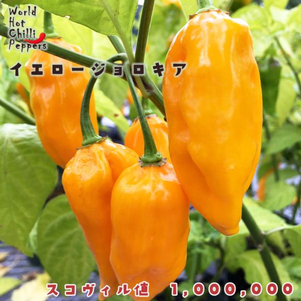 予約販売 トウガラシ苗 イエロージョロキア 9cmポット 唐辛子 とうがらし 野菜苗 家庭菜園 nf...