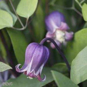 正規品ラベル付き　紫の壺　真打 紫の壺 真打 : Le Jardin - 通販 - Yahoo!ショッピング