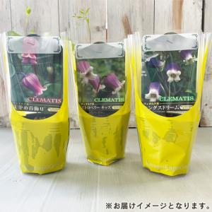 【まもなく締め切り】 予約販売 クレマチス 苗...の詳細画像2