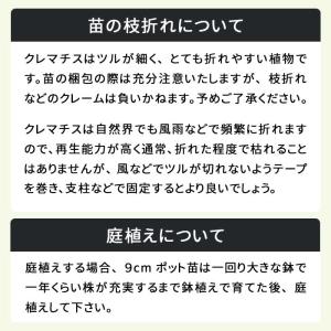 【まもなく締め切り】 予約販売 クレマチス 苗...の詳細画像3
