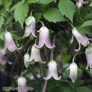 予約販売 クレマチス 苗 マクロペタラウェッセルトン アトラゲネ系