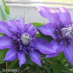 予約販売 クレマチス 苗 マクロペタラウェッセルトン アトラゲネ系