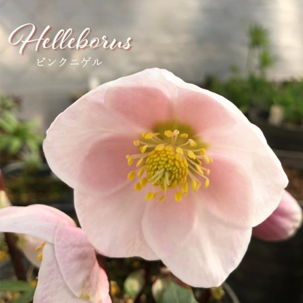 クリスマスローズ ピンクニゲル 広瀬園芸さん 4.5号鉢 送料無料 鉢花 花苗 開花株