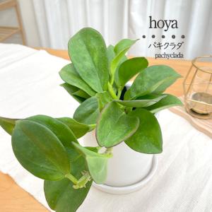 予約販売 観葉植物 ホヤ パキクラダ 10.5cmポット 観葉植物 小型 小さい 室内 インテリア おしゃれ grb 6月上旬以降発送