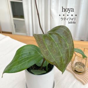 日本花キ流通 予約販売 観葉植物 ホヤ デシプラエ 4号 吊り鉢 吊り下げ