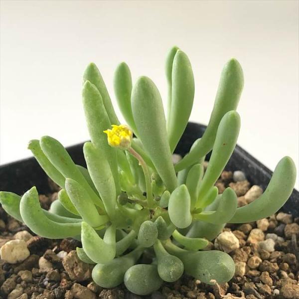 多肉植物 caオトンナ クラビフォリア コーデックス 多肉植物 9cmポット