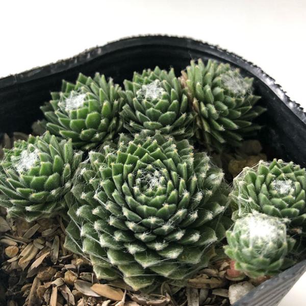 多肉植物 sfセンペルビウム アラクノイデウム コブウェブジョイ  7.5cmポット センペルビブム