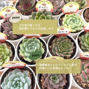 多肉植物 kswエケベリア 柏屋商店さん苗 1...の詳細画像1