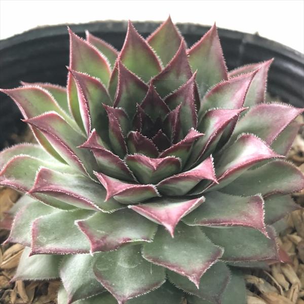 多肉植物 sfセンペルビウム マリアラーハ  7.5cmポット センペルビブム