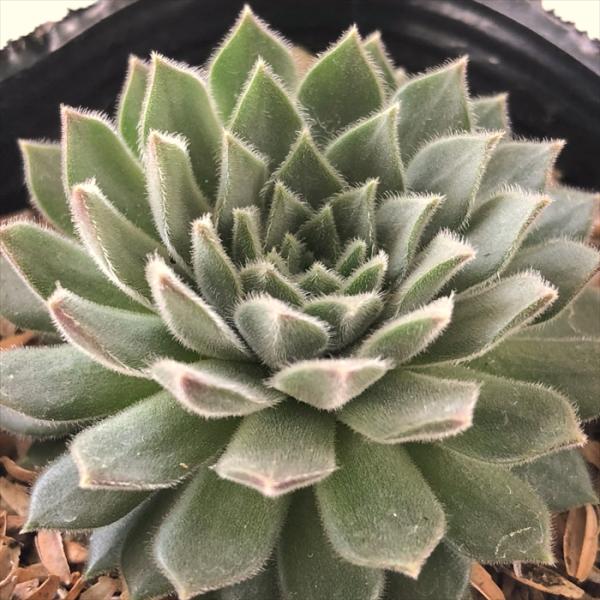 多肉植物 sfセンペルビウム ストロベリーベルベット  7.5cmポット センペルビブム