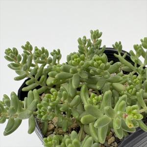 日本花キ流通 多肉植物 seセダム アクレ アウレウム エレガンス 9cm