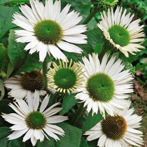 ピューレッツァ つる性 2026春発送 オーダー新苗 4号ロング