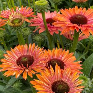 日本花キ流通 予約販売 エキナセア 苗 センセーションピンク 9cmポット