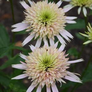 予約販売 エキナセア 苗 チェリーフラフ 9cmポット ムラサキバレンギク 多年草 ガーデニング 花苗 宿根草苗 tne 4月下旬以降発送