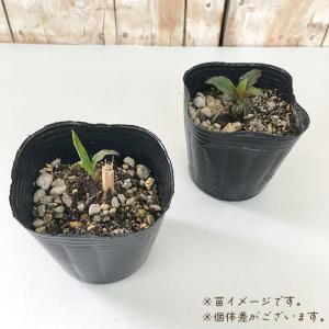 エキナセア 苗 チェリーフラフ 9cmポット ...の詳細画像1