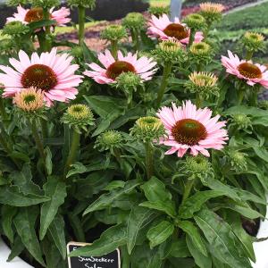 クリスマスローズ リグリクス 5号鉢 送料無料 原種クリスマスローズ