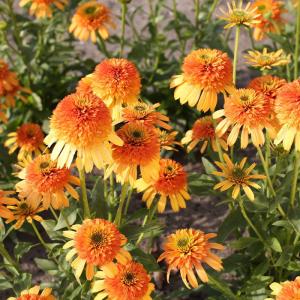 日本花キ流通 予約販売 フロックス 苗 フォーエバーピンク 10.5cm