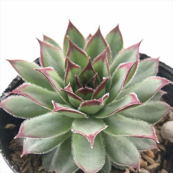 多肉植物 sfセンペルビウム ファイヤーバード  7.5cmポット センペルビブム