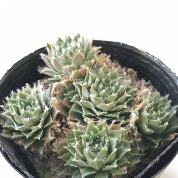 多肉植物 sfセンペルビウム ウィルロスム  7.5cmポット センペルビブム