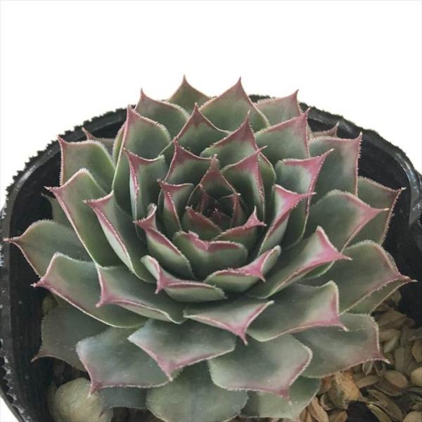 多肉植物 sfセンペルビウム サーガ  7.5cmポット センペルビブム