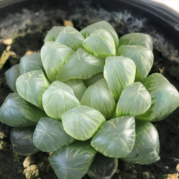 多肉植物 caハオルチア オブツーサ 多肉植物 ハオルチア 9cmポット